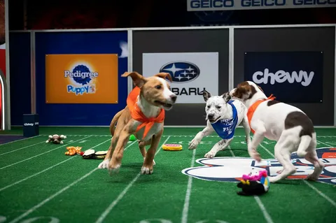 Puppy Bowl 2025